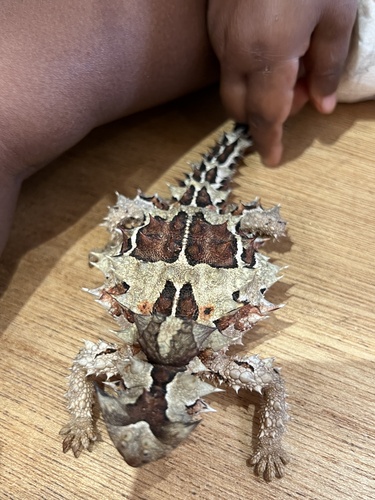 Thorny Devil