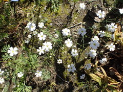 Gypsophila elegans