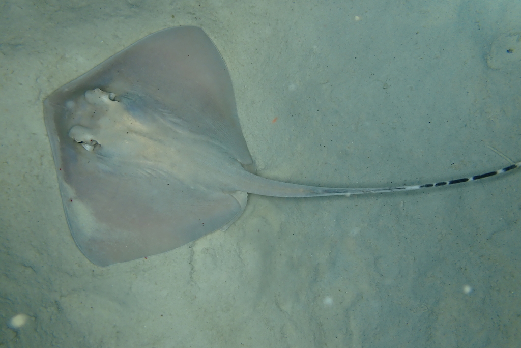 Mahogany Maskray