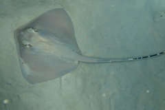 Mahogany Maskray photo 1