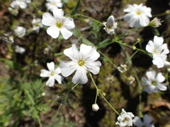 Gypsophila elegans