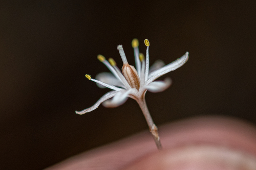 Drimia dregei
