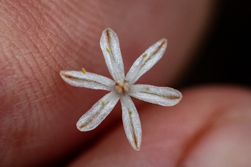 Drimia dregei