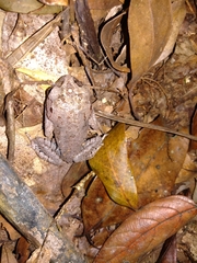 Leptobrachium hasseltii