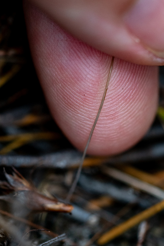 Drimia dregei