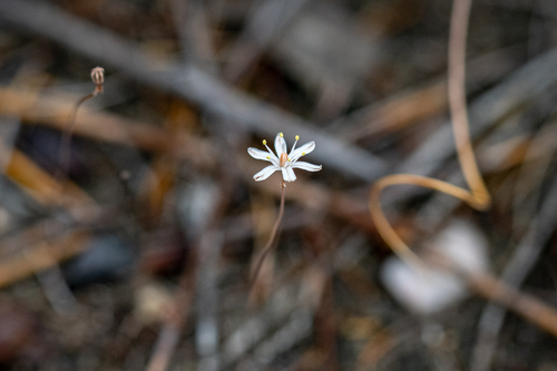 Drimia dregei