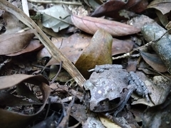 Leptobrachium hasseltii