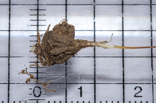 Drimia dregei