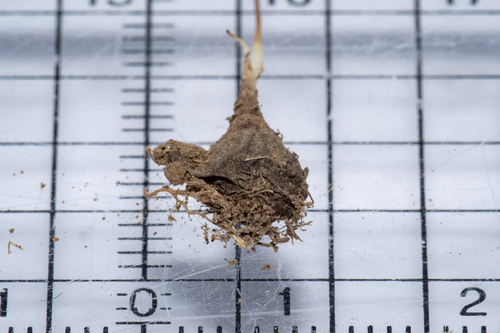 Drimia dregei