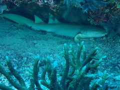 Tawny Nurse Shark