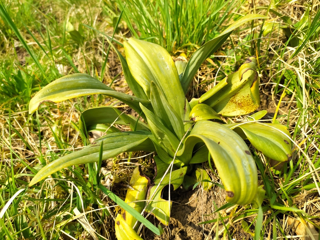 Himantoglossum hircinum