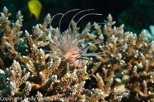 Indian Lionfish