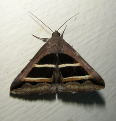 Grammodes bifasciata