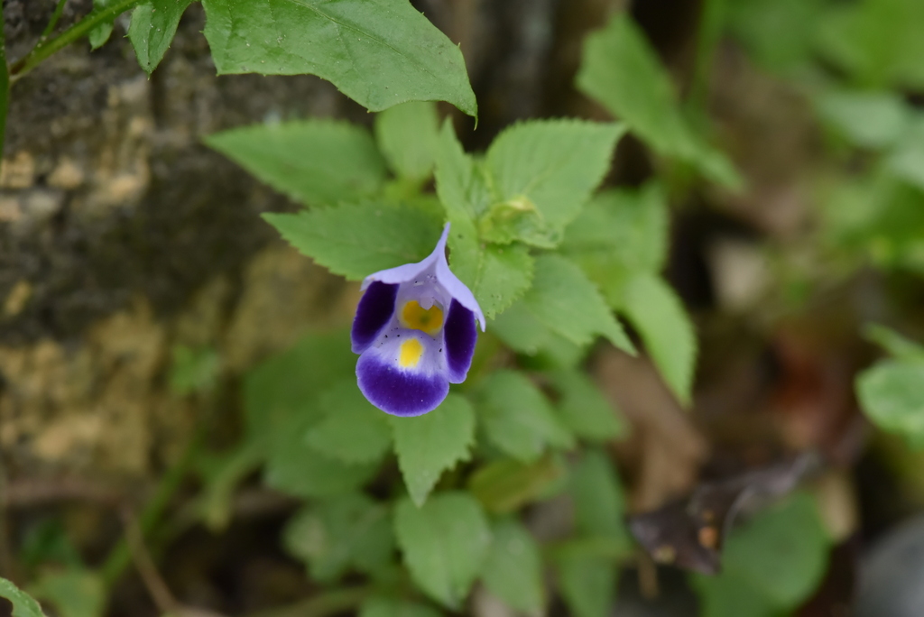 Torenia fournieri, 978台灣花蓮縣瑞穗鄉157