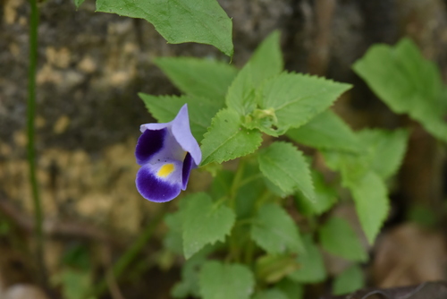 Torenia fournieri