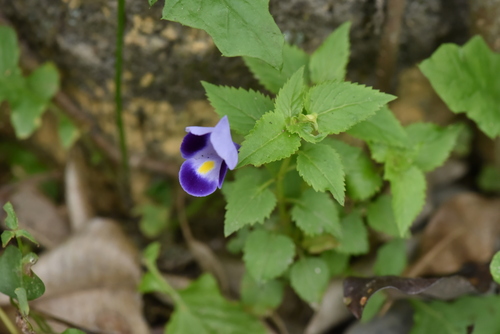 Torenia fournieri