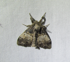 Dasychira vagans