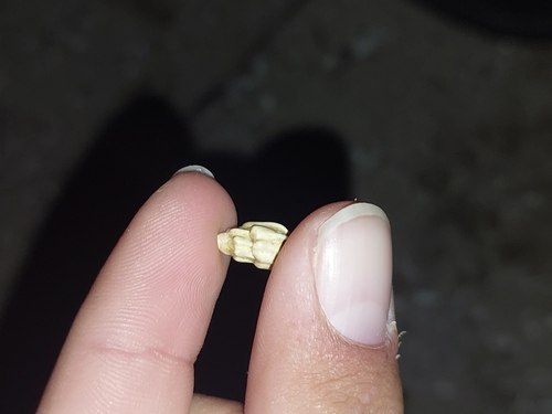 Melanopsis costata, 2025-03-11
