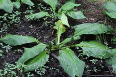 Lysichiton camtschatcensis