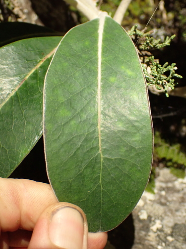 Image of Pachystegia insignis by (c) Benjamin Lavin, some rights reserved (CC BY)