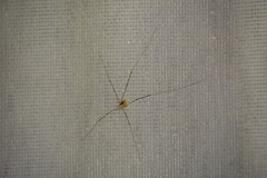 Leiobunum aldrichi