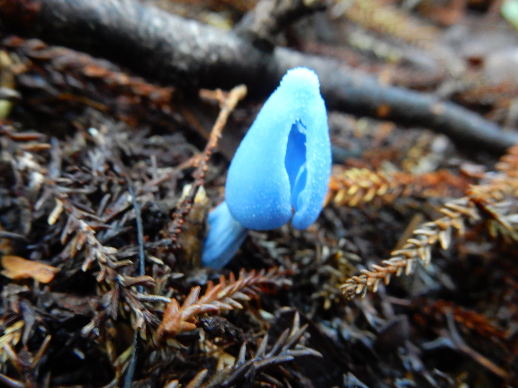 Entoloma hochstetteri · March 2025 · photo: © rayjackson (iNaturalist, cc-by)