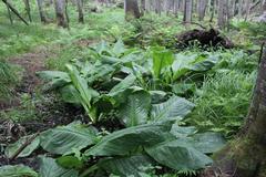 Lysichiton camtschatcensis