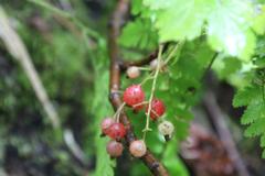 Ribes sachalinense