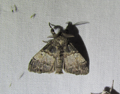 Dasychira vagans