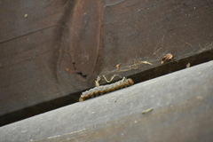 Anisota virginiensis