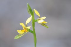 Diuris aurea