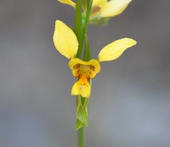 Diuris aurea
