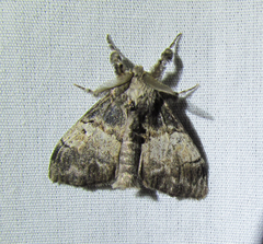Dasychira vagans