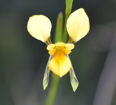 Diuris aurea