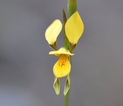 Diuris aurea