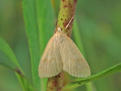 Udea lutealis