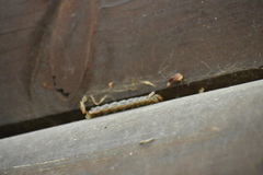 Anisota virginiensis