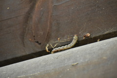 Anisota virginiensis