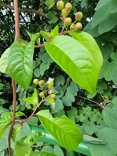 Tetracera indica, photograph 6
