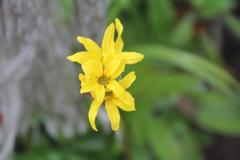 Ligularia hodgsonii