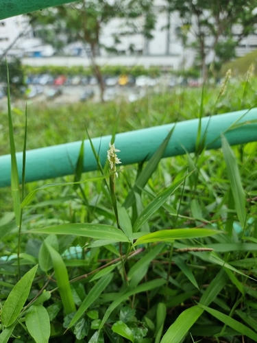 Image of Ischaemum muticum by (c) Brandon Seah, some rights reserved (CC BY)