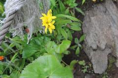 Ligularia hodgsonii