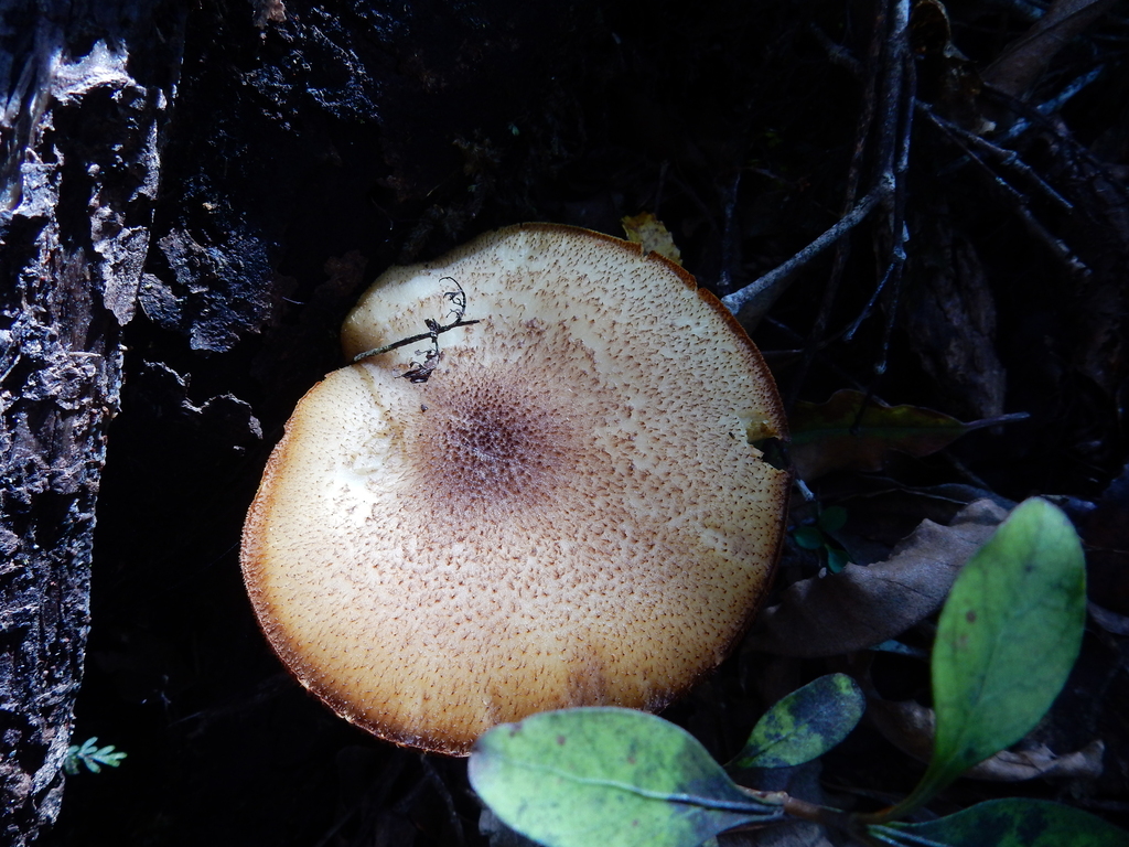 Tricholomopsis ornaticeps · March 2025 · photo: © rayjackson (iNaturalist, cc-by)