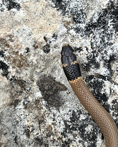 Roth's Dwarf Snake