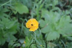 Trollius riederianus