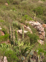 Isolatocereus dumortieri