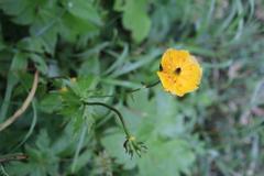 Trollius riederianus