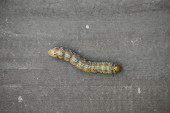Anisota virginiensis