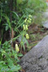 Aconitum umbrosum