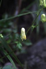 Aconitum umbrosum